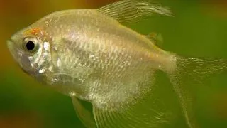 Gymnocorymbus ternetzi gold