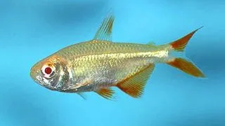 Hemigrammus caudovittatus gold