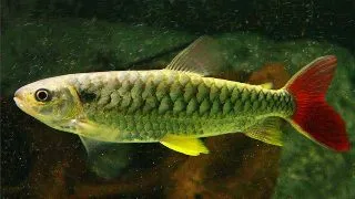 Chalceus macrolepidotus