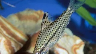Chilodus punctatus
