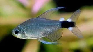 Hyphessobrycon elachys