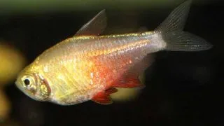 Hyphessobrycon flammeus orange