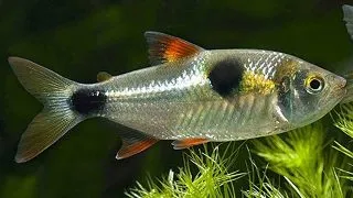 Exodon paradoxus
