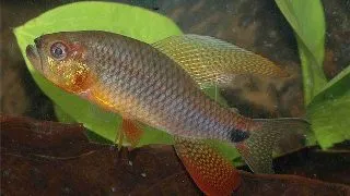 Crenuchus spilurus