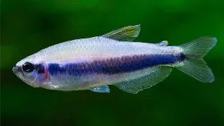 Inpaichthys kerri