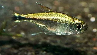 Hemigrammus hyanuary