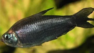 Nematobrycon palmeri black
