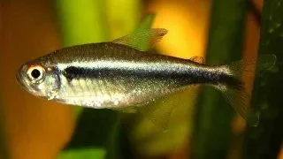 Hyphessobrycon herbertaxelrodi (Neon Negru)