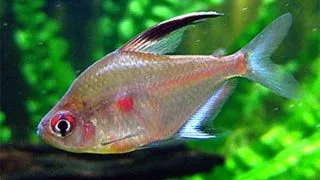 Hyphessobrycon erythrostigma