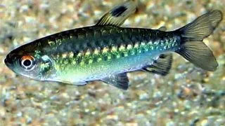 Arnoldichthys spilopterus