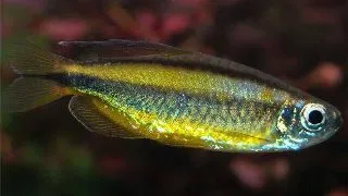 Phenacogrammus aurantiacus