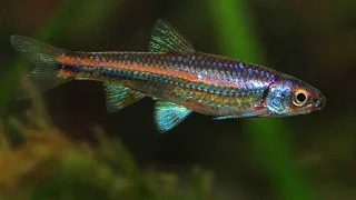 Notropsis chrosomus