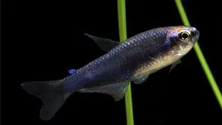 Inpaichthys kerri superblue