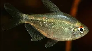 Moenkhausia pittieri
