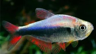 Hyphessobrycon sp. red blue Peru