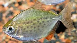 Metynnis maculatus