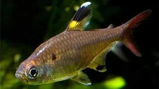 Pristella maxillaris riddlei gold