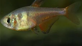 Hyphessobrycon flammeus diamant