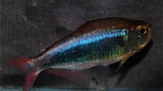 Hyphessobrycon bleeding blue