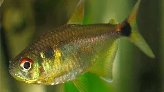 Hemigrammus ocellifer