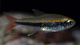 Hyphessobrycon loretoensis