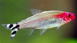 Hemigrammus rhodostomus brilliant head