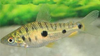 Leporinus steyermarki