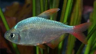 Hyphessobrycon ecuadoriensis