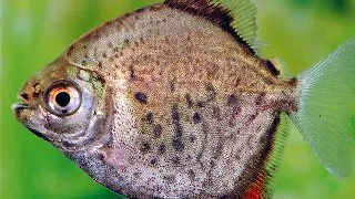 Myleus torquatus