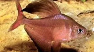 Hyphessobrycon roberti