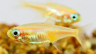 Paracheirodon innesi gold