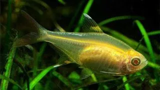 Pristella maxillaris riddlei