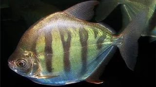 Metynnis fasciatus