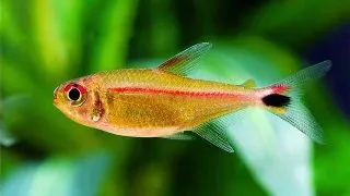 Hemigrammus rubrostriatus