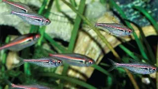 Hyphessobrycon amapaensis