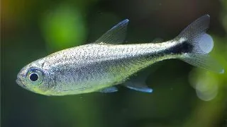Hemigrammus rodwayi
