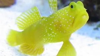 Yellow watchman goby (Cryptocentrus cinctus)