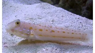 Valenciennea puellaris