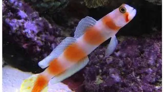 Amblyeleostris aurora