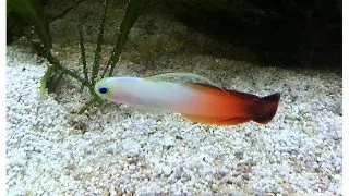 Nemateleotris magnifica