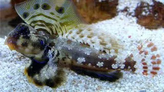 Synchiropus ocellatus