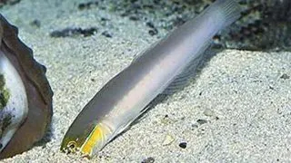 Valenciennea strigata
