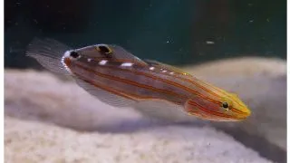 Amblygobius rainfordi (Rainfords goby)
