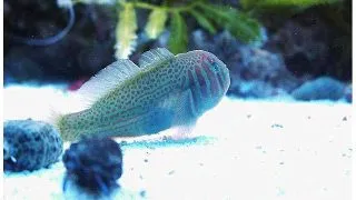Goby Gobiodon histrio
