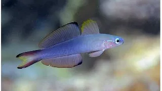 Dartfish Blackfin (Evides Ptereleotris)