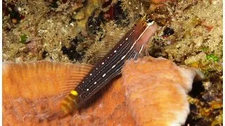 Ecsenius pictus