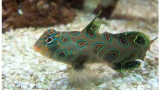 Synchiropus picturatus (green Mandarin)