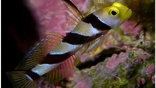 Stonogobiops nematodes (Black ray goby)