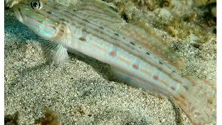 Valenciennea longipinis
