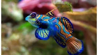 Synchiropus splendidus (pestele Mandarin)